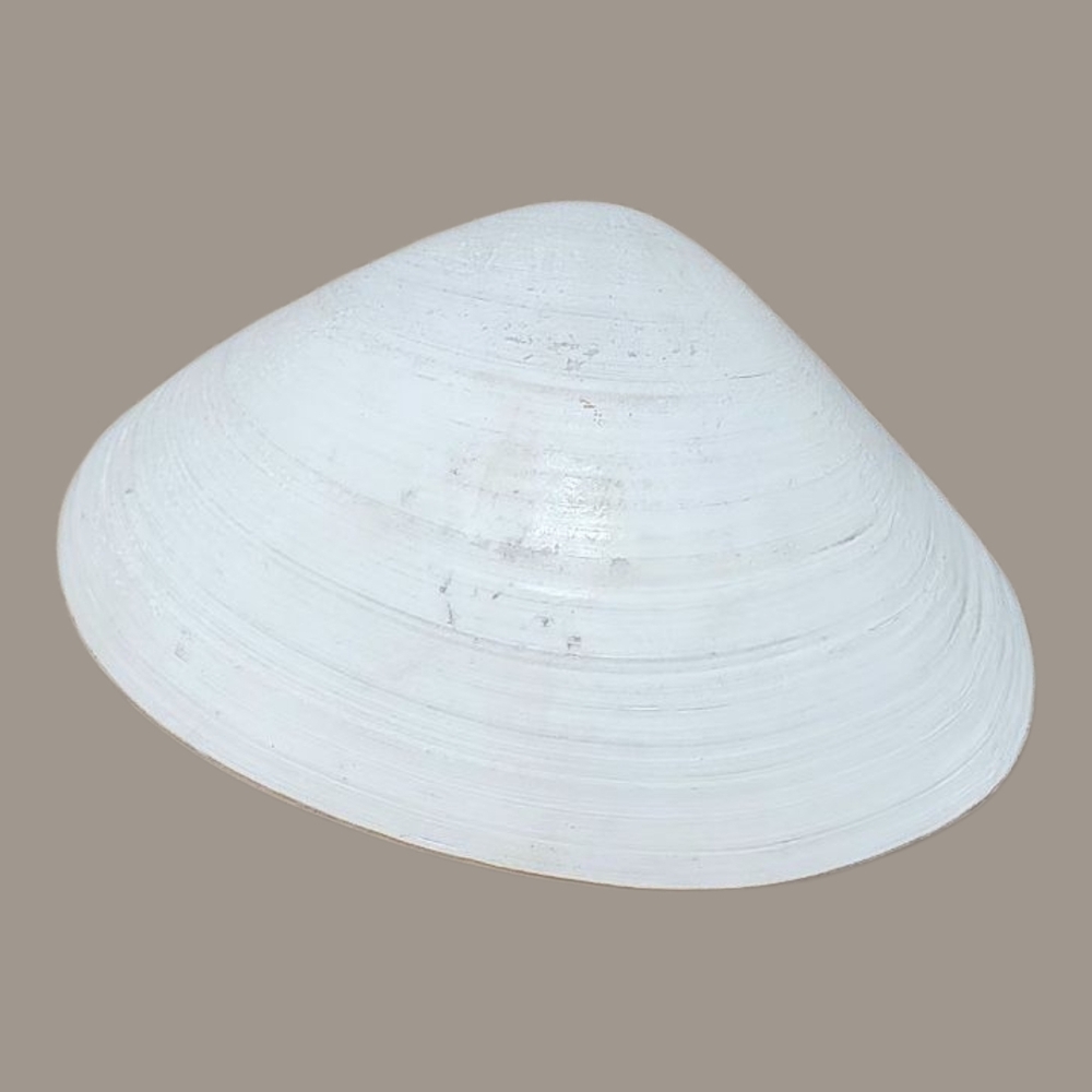 White Seashell Decor